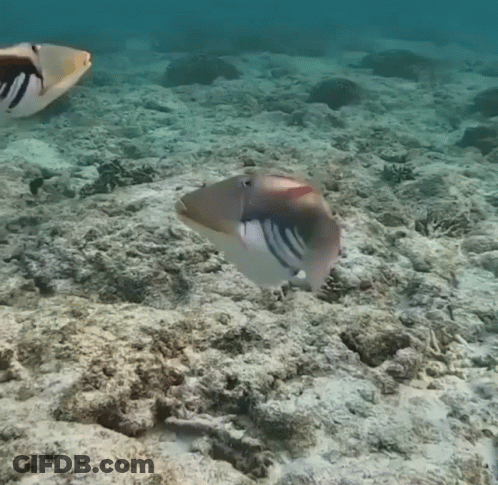 A Fish Is Swimming In The Ocean Near A Rocky Reef GIF