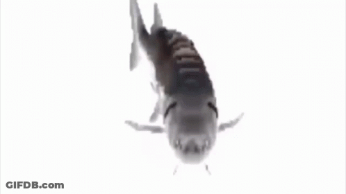 A Fish Is Swimming In The Water On A White Background GIF
