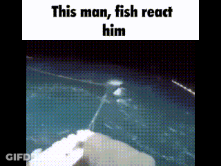 A Fish Is Swimming In The Water With The Words `` This Man , Fish React Him '' . GIF