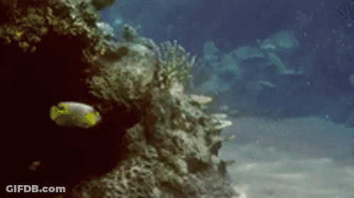 A Fish Is Swimming Near A Coral Reef In A Large Aquarium . GIF