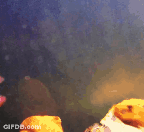 A Fish Swimming In A Tank With A Purple Background GIF