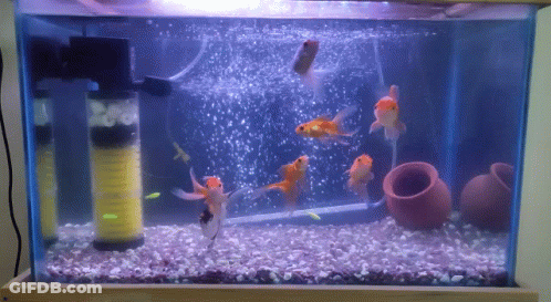 A Fish Tank With A Filter And A Few Fish Swimming In It GIF
