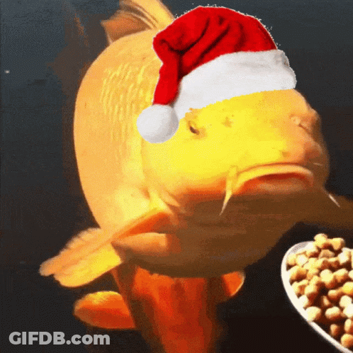 A Fish Wearing A Santa Hat Looks At A Plate Of Food GIF