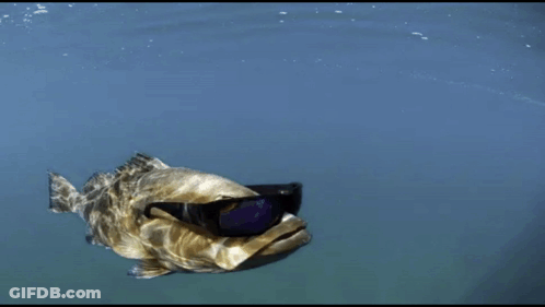 A Fish Wearing Sunglasses Is In The Water GIF
