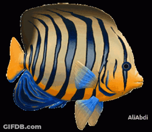 A Fish With A Black Background And The Name Aliabdi On The Bottom GIF