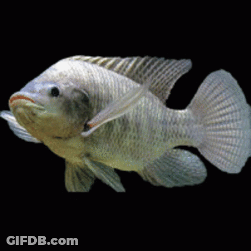 A Fish With A Black Background Is Swimming In A Tank GIF