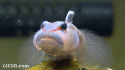 A Fish With A Funny Face Is Sitting On A Rock . GIF