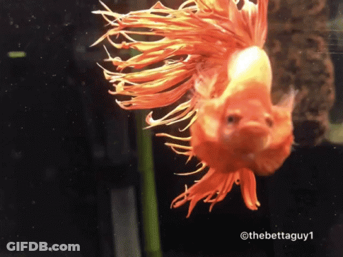 A Fish With A Long Orange Tail Is Swimming In A Tank With The Hashtag Thebettaguy1 GIF