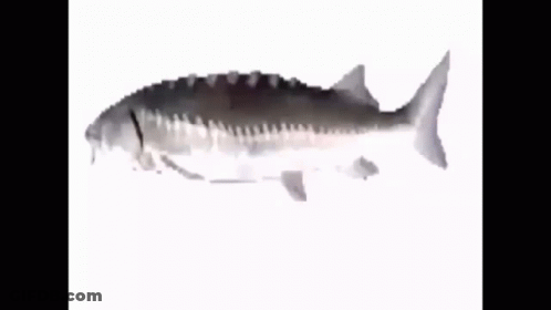 A Fish With A Long Tail Is Swimming On A White Surface GIF