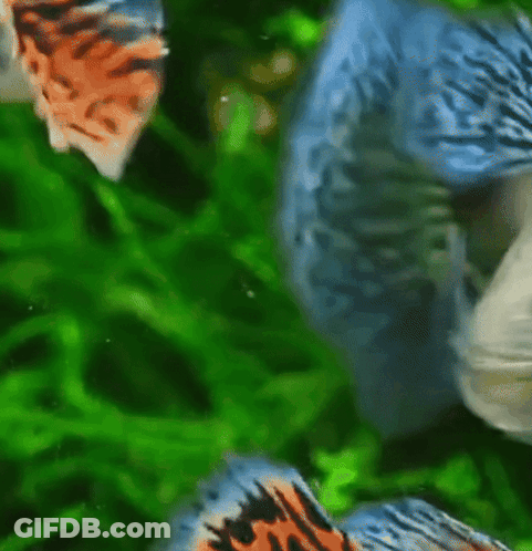 A Fish With A Red Nose Is Swimming In A Green Tank GIF