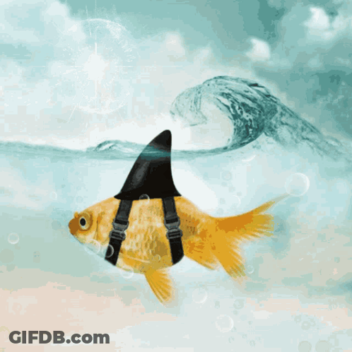 A Fish With A Shark Fin On Its Back Is Swimming In The Water GIF