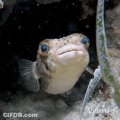 A Fish With Blue Eyes Is Looking At The Camera With The Words Viralhog Visible In The Corner GIF