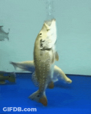 A Fish With Bubbles Coming Out Of Its Mouth Is Swimming In A Tank GIF
