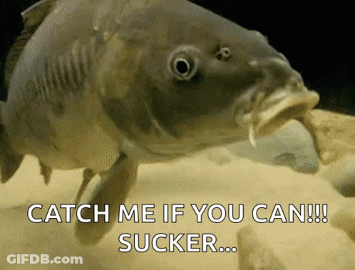 A Fish With Its Mouth Open And The Words Catch Me If You Can Sucker GIF