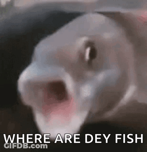 A Fish With Its Mouth Open And The Words `` Where Are Dey Fish '' Behind It . GIF