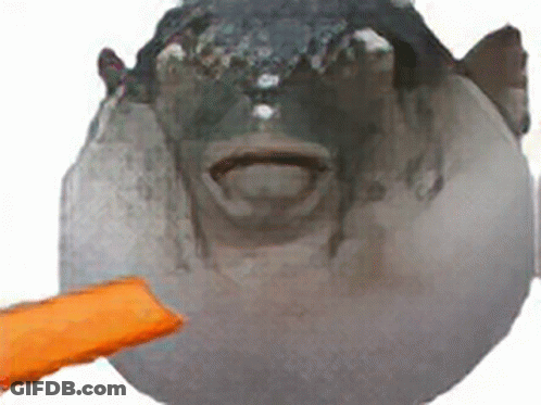 A Fish With Its Mouth Open Is Being Fed By Someone GIF