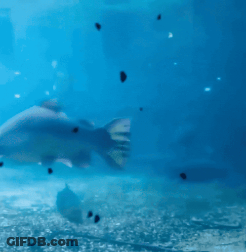 A Fish With Its Mouth Open Is Swimming In A Tank Of Water GIF