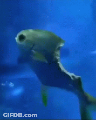 A Fish With Its Mouth Open Is Swimming In The Ocean GIF
