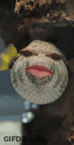 A Fish With Lipstick On Its Lips Looks Like A Person GIF