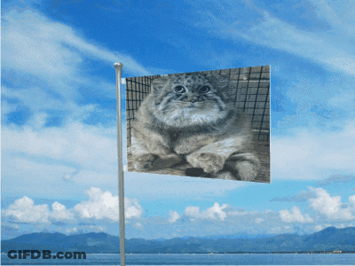 A Flag With A Picture Of A Cat On It Is Flying In The Wind GIF