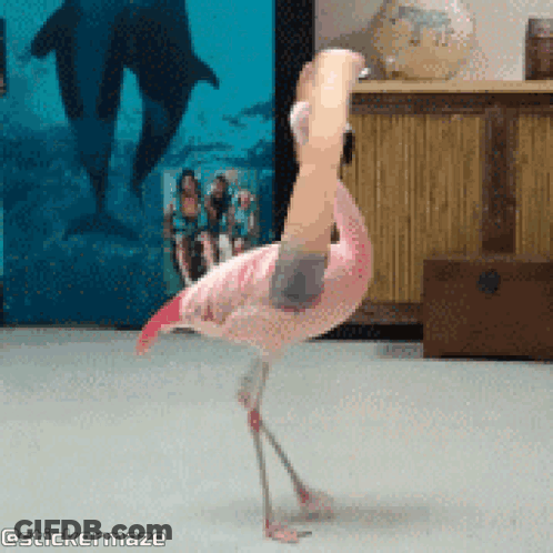 A Flamingo Standing On One Leg With A Person 'S Hand Behind It GIF