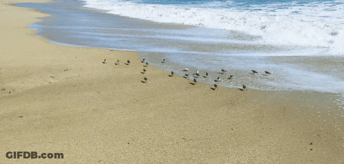A Flock Of Birds Standing On A Sandy Beach Near The Water GIF