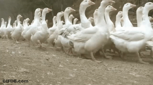 A Flock Of Ducks Are Walking In A Line In The Dirt GIF