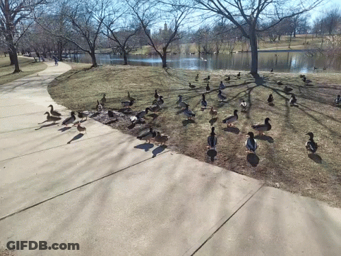 A Flock Of Ducks Standing On A Sidewalk Next To A Lake GIF
