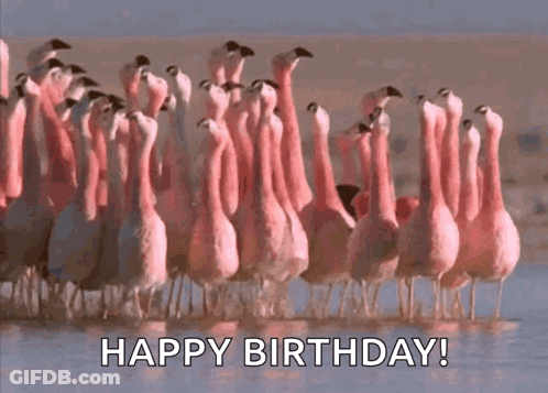A Flock Of Flamingos Are Standing In The Water With The Words Happy Birthday Written Below Them . GIF