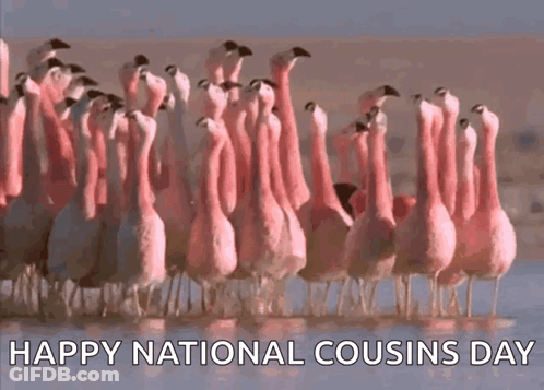 A Flock Of Flamingos Are Standing In The Water With The Words Happy National Cousins Day Written Below Them GIF