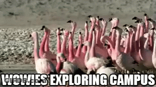 A Flock Of Flamingos Standing Next To Each Other On A Beach With The Words Wowies Exploring Campus . GIF