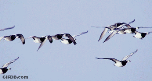 A Flock Of Geese Are Flying In A Blue Sky GIF