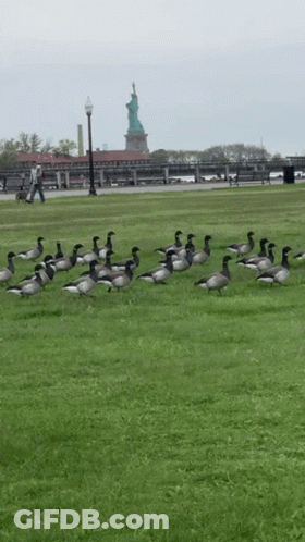 A Flock Of Geese Are Standing In A Grassy Field With A Statue In The Background GIF
