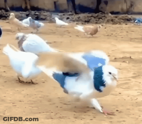A Flock Of Pigeons Are Walking On A Dirt Field . GIF