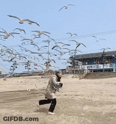A Flock Of Seagulls Are Flying In Front Of A Building With A Sign That Says ' Sgw ' On It GIF