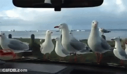 A Flock Of Seagulls Are Standing In Front Of A Car Windshield GIF