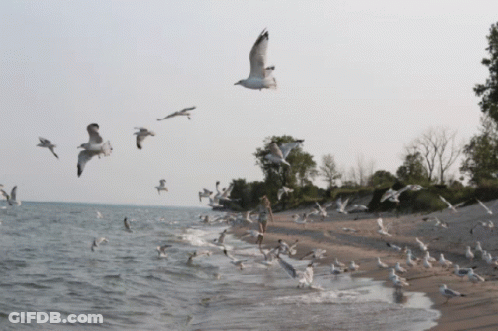 A Flock Of Seagulls Flying Over A Sandy Beach GIF