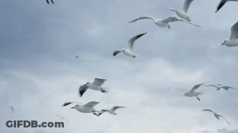 A Flock Of Seagulls Flying Through A Cloudy Sky GIF