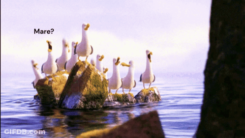 A Flock Of Seagulls Standing On Rocks In The Water With The Word Mare Written Above Them GIF