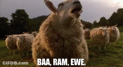 A Flock Of Sheep Standing In A Field With The Words Baa Ram Ewe GIF