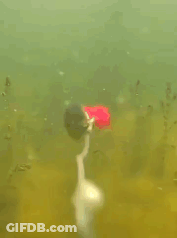 A Flower Is Floating In The Water With A Light On It GIF