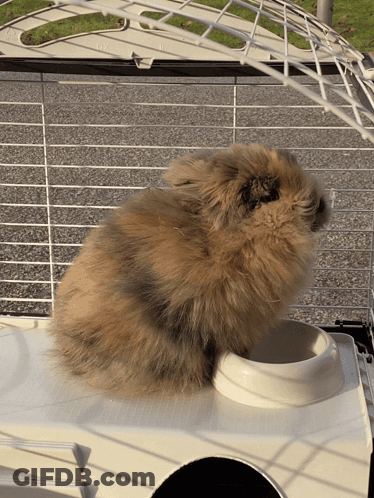 A Fluffy Brown And Black Rabbit Is Sitting In A Cage GIF