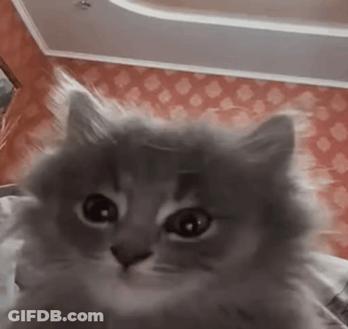 A Fluffy Cat Is Looking At The Camera In A Room . GIF