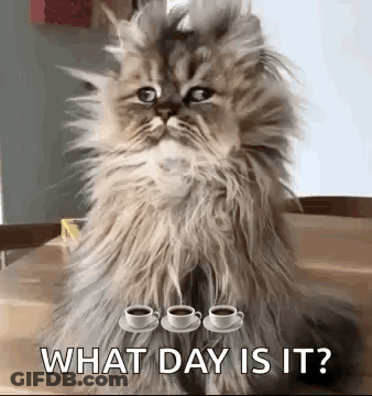 A Fluffy Cat Is Sitting At A Table With Three Cups Of Coffee On It . GIF