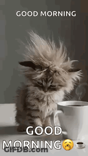 A Fluffy Cat Is Sitting Next To A Cup Of Coffee . GIF