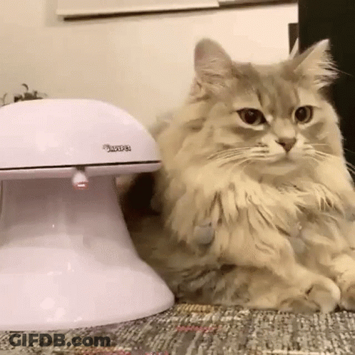 A Fluffy Cat Is Sitting Next To A White Cat Feeder On A Couch . GIF