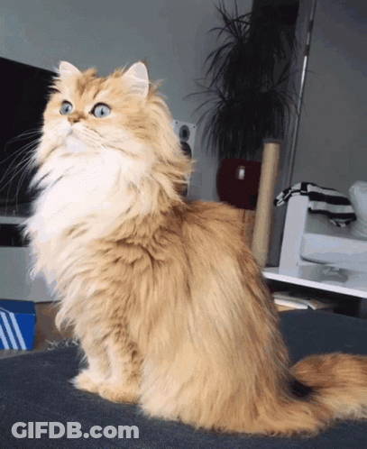 A Fluffy Cat Is Sitting On A Couch And Looking Up At The Camera GIF