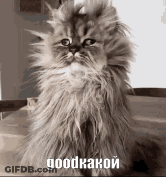 A Fluffy Cat Is Sitting On A Table And Looking At The Camera In A Black And White Photo With Russian Writing . GIF