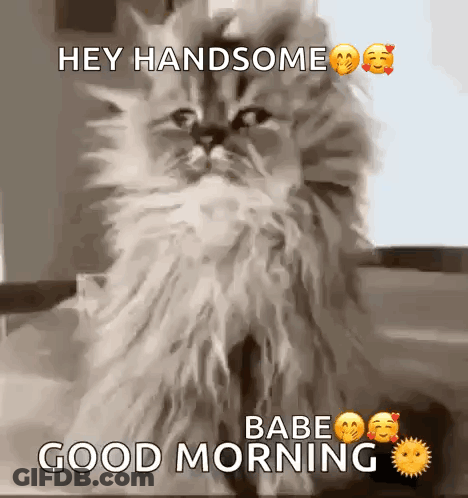 A Fluffy Cat Is Sitting On A Table And Saying `` Hey Handsome Babe Good Morning '' . GIF