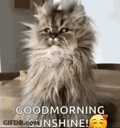 A Fluffy Cat Is Sitting On A Table And Says Good Morning Sunshine ! GIF